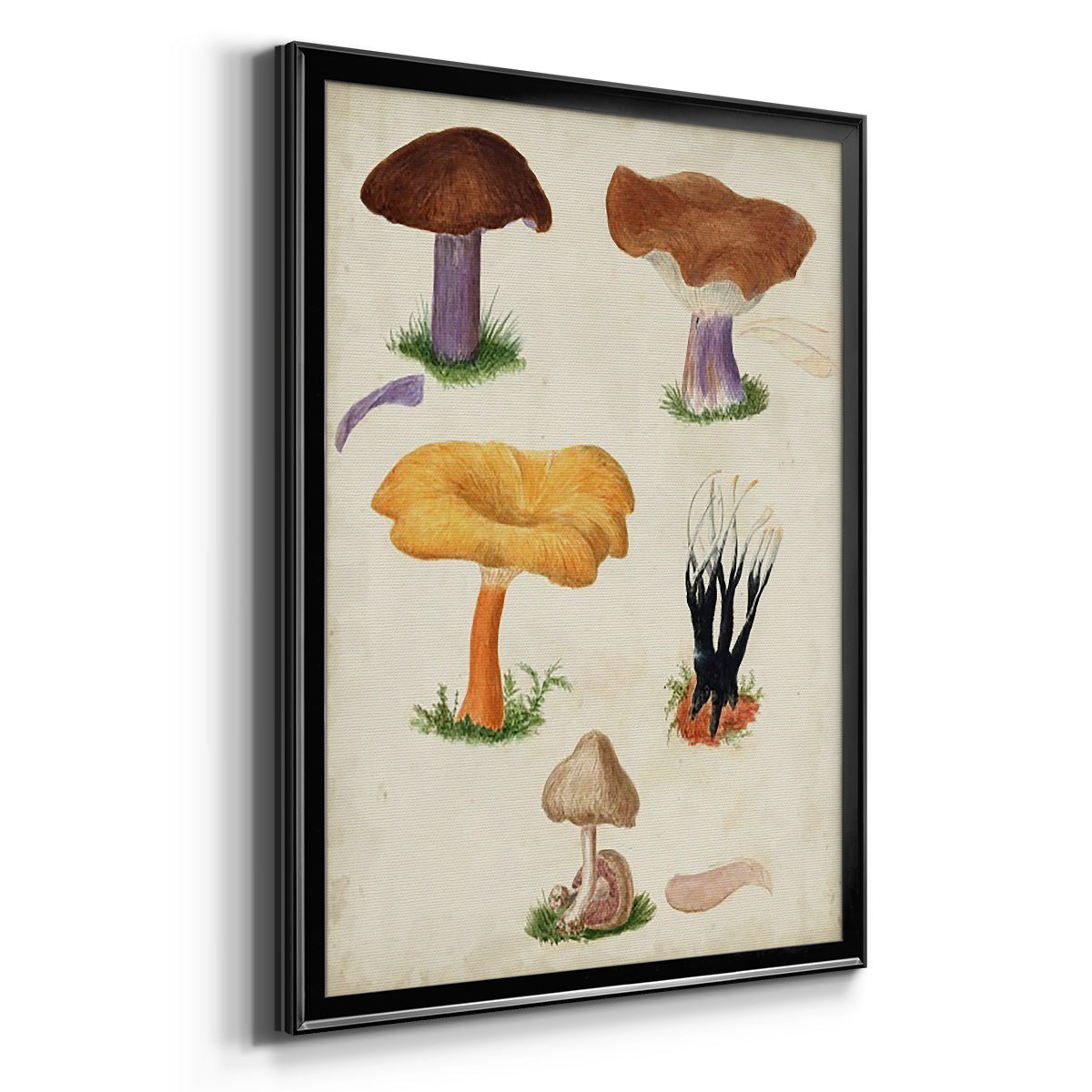 Mushroom Species VII - Modern Framed Canvas Print
