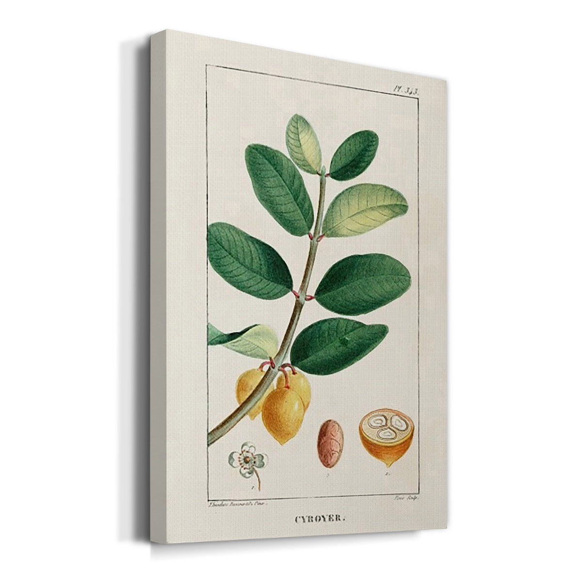 Turpin Tropical Botanicals V Premium Gallery Wrapped Canvas - Ready to Hang