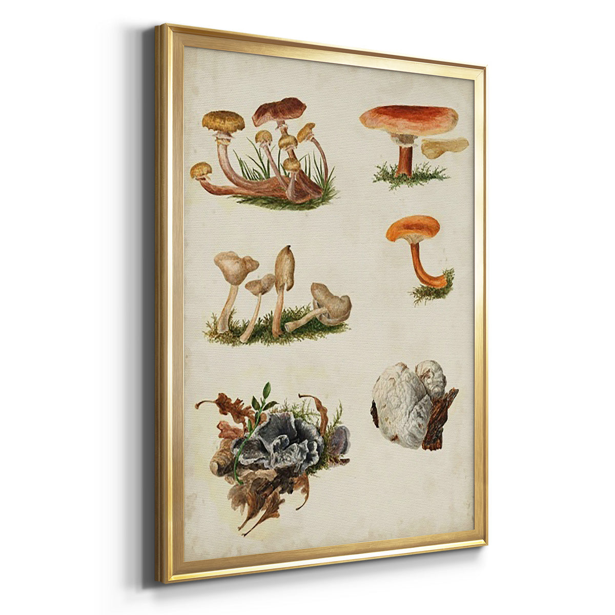 Mushroom Species X - Modern Framed Canvas Print