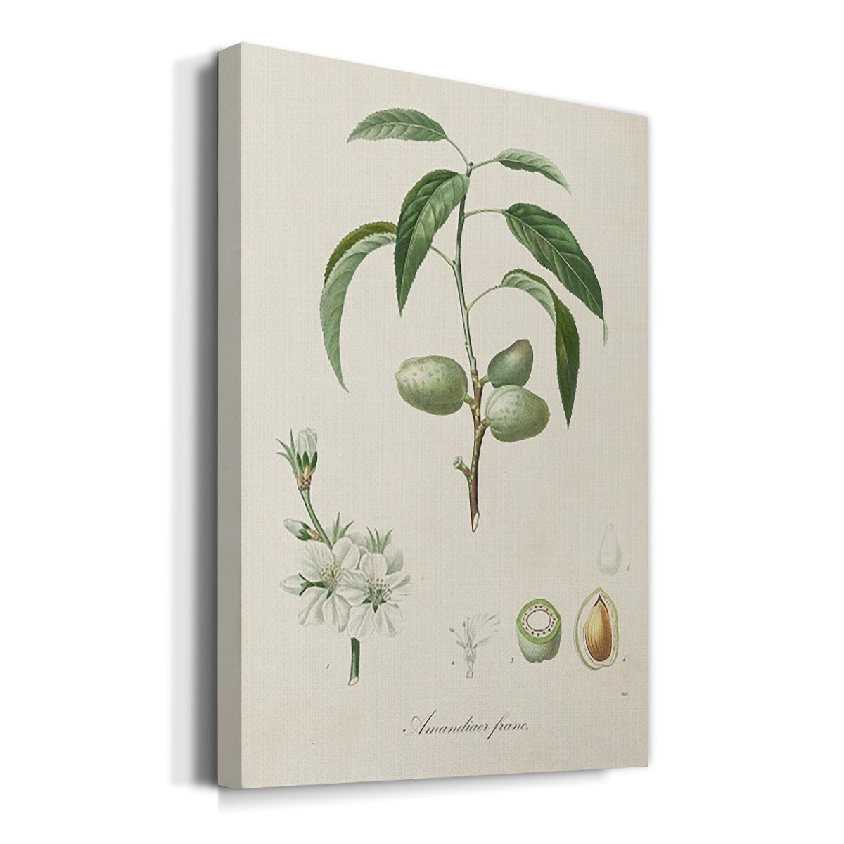 Antique Almond Botanical I Premium Gallery Wrapped Canvas - Ready to Hang