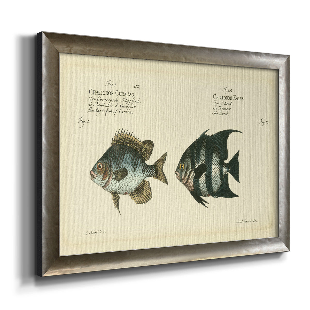 Bloch Antique Fish II Premium Framed Canvas- Ready to Hang