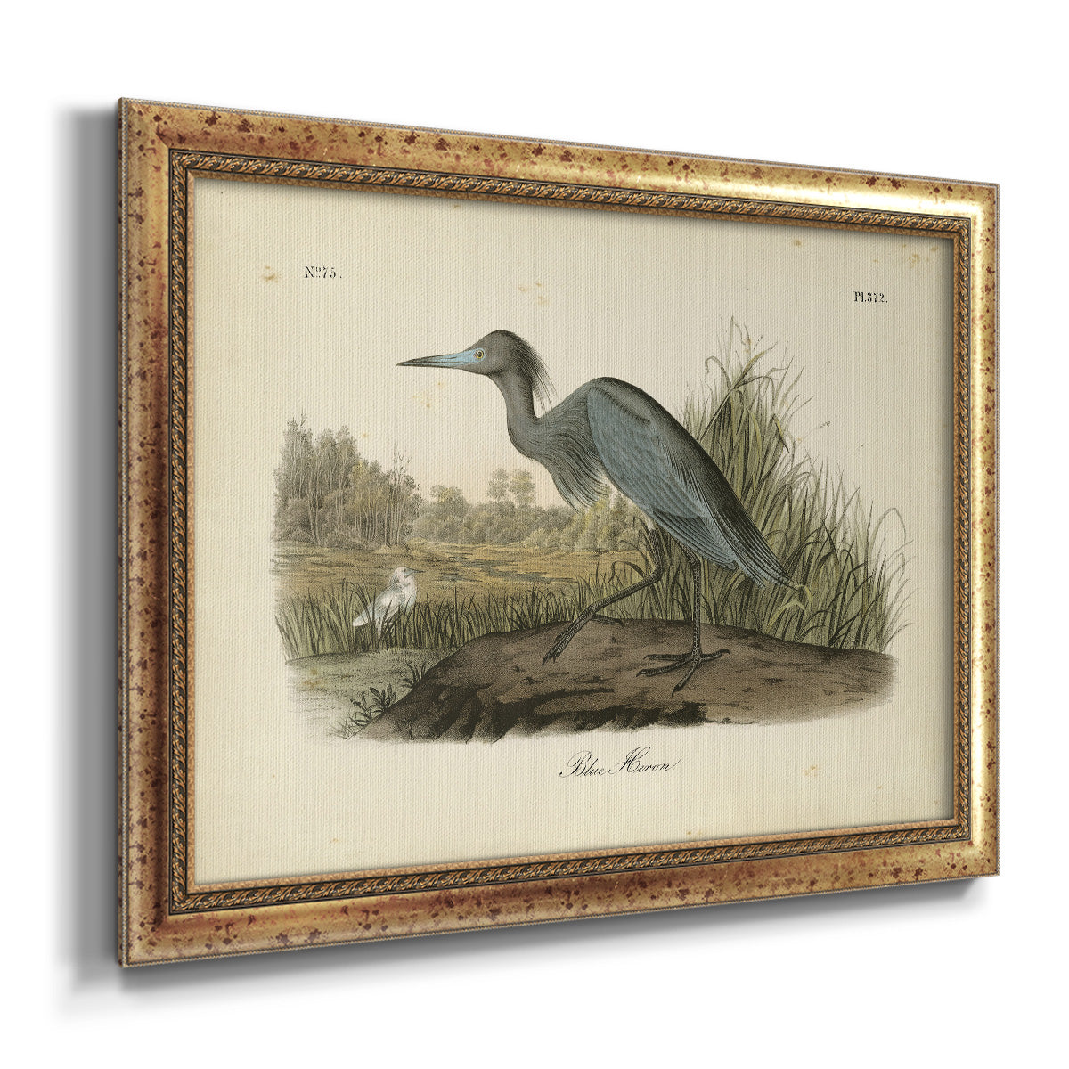 Audubons Blue Heron Premium Framed Canvas- Ready to Hang