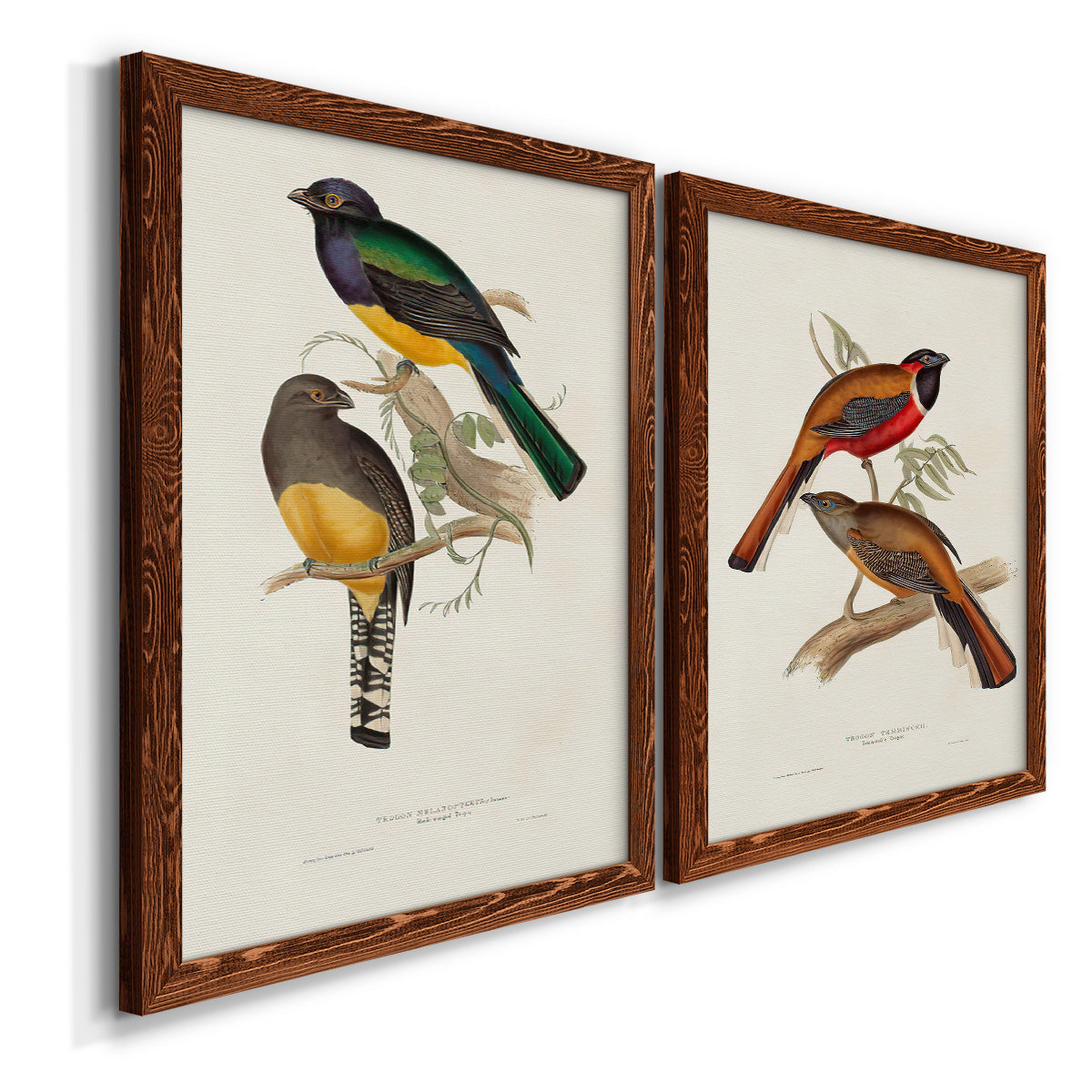 Elegant Trogons III - Premium Framed Canvas 2 Piece Set - Ready to Hang