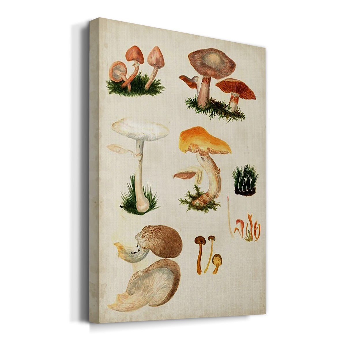 Mushroom Species IV - Canvas Art Print