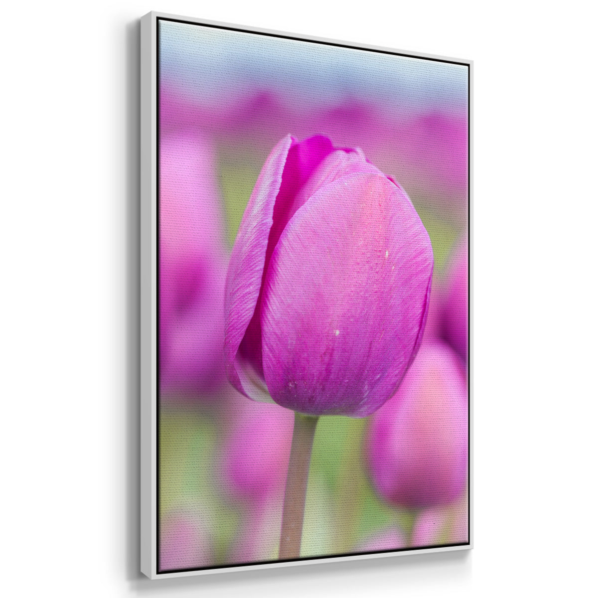 Magenta Stem - Framed Premium Gallery Wrapped Canvas L Frame - Ready to Hang