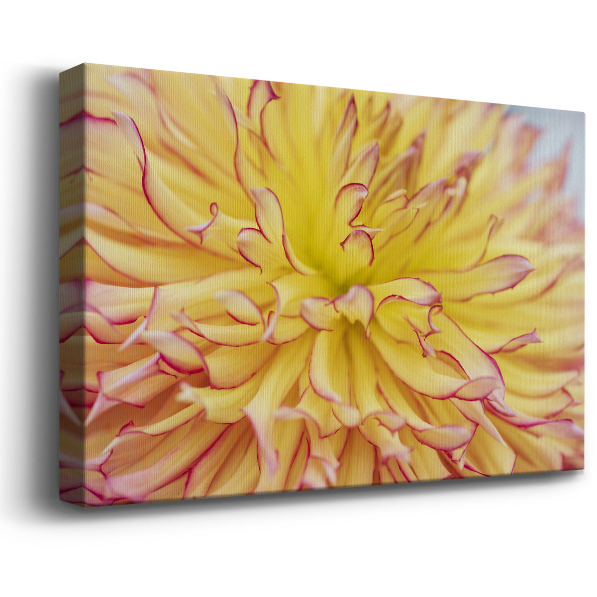 Blooms III Premium Gallery Wrapped Canvas - Ready to Hang