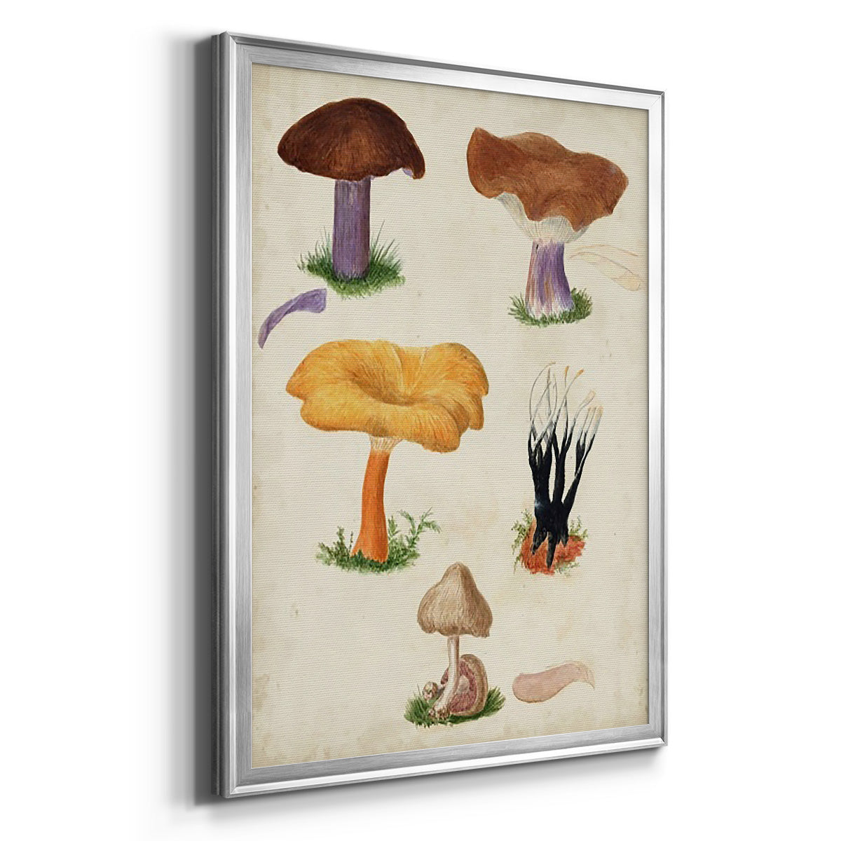 Mushroom Species VII - Modern Framed Canvas Print