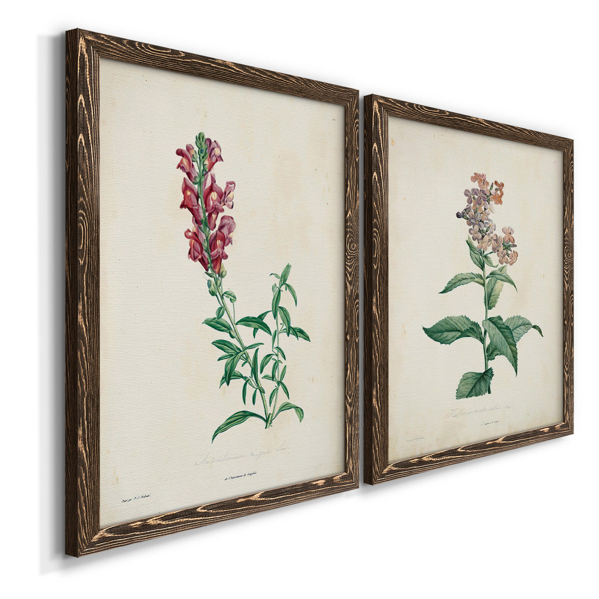 Traditional Botanical I - Premium Framed Canvas 2 Piece Set - Ready to Hang