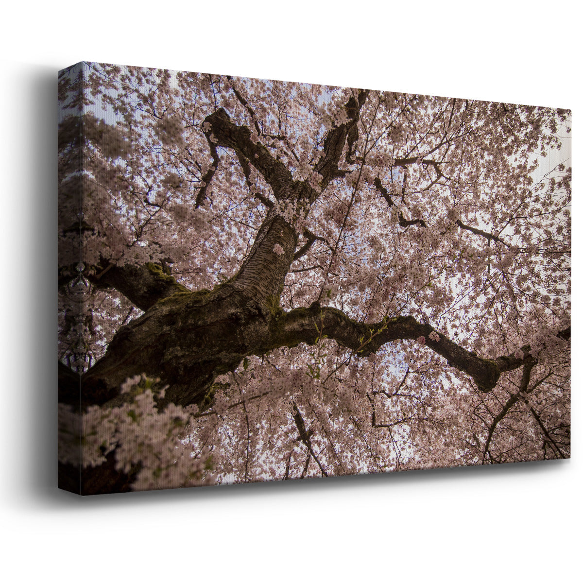 Spring's Arrival - Canvas Art Print