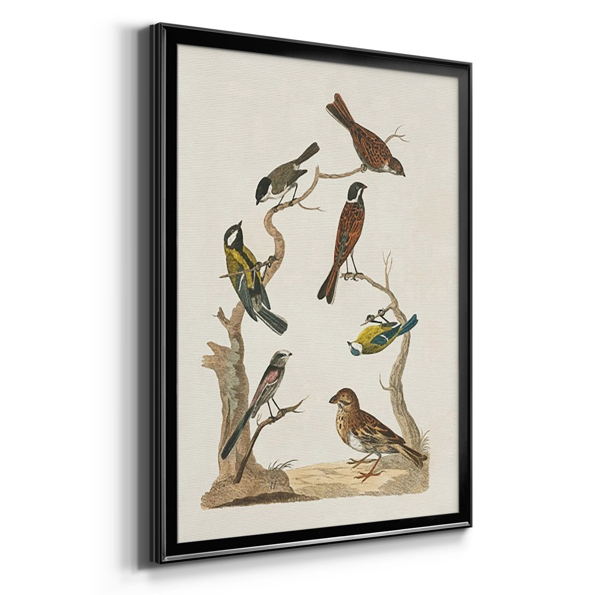 Antique Birds in Nature II - Modern Framed Canvas Print