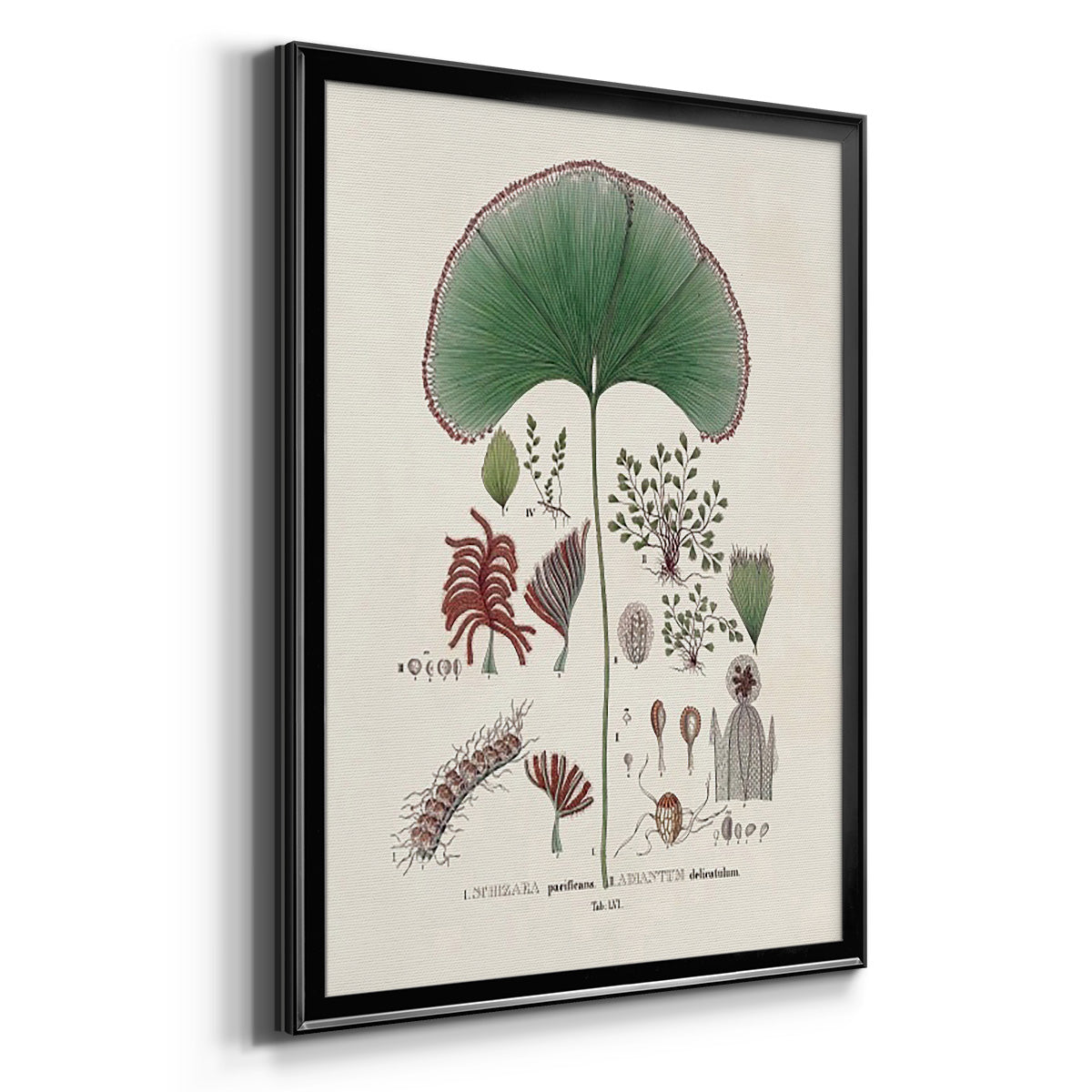 Botanical Society Ferns III - Modern Framed Canvas Print