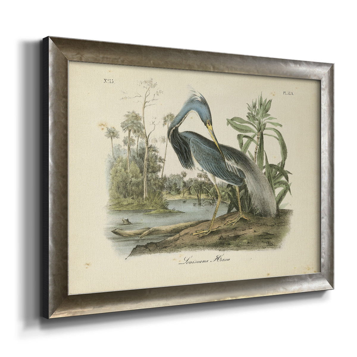 Audubons Louisiana Heron Premium Framed Canvas- Ready to Hang