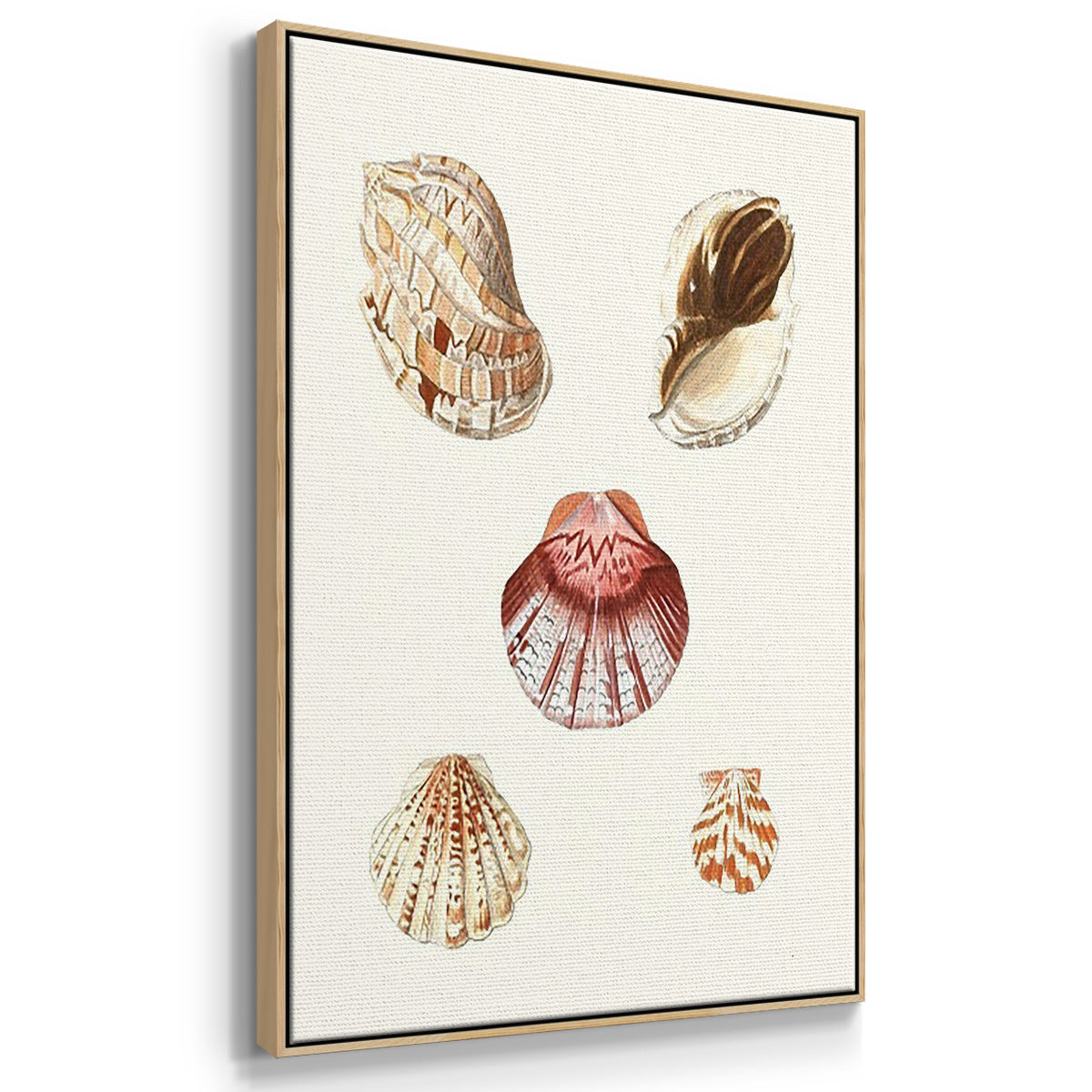 Pastel Knorr Shells I - Framed Premium Gallery Wrapped Canvas L Frame 3 Piece Set - Ready to Hang