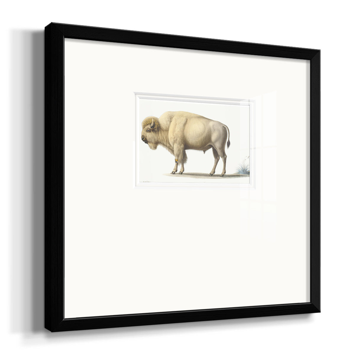 White Buffalo Premium Framed Print Double Matboard