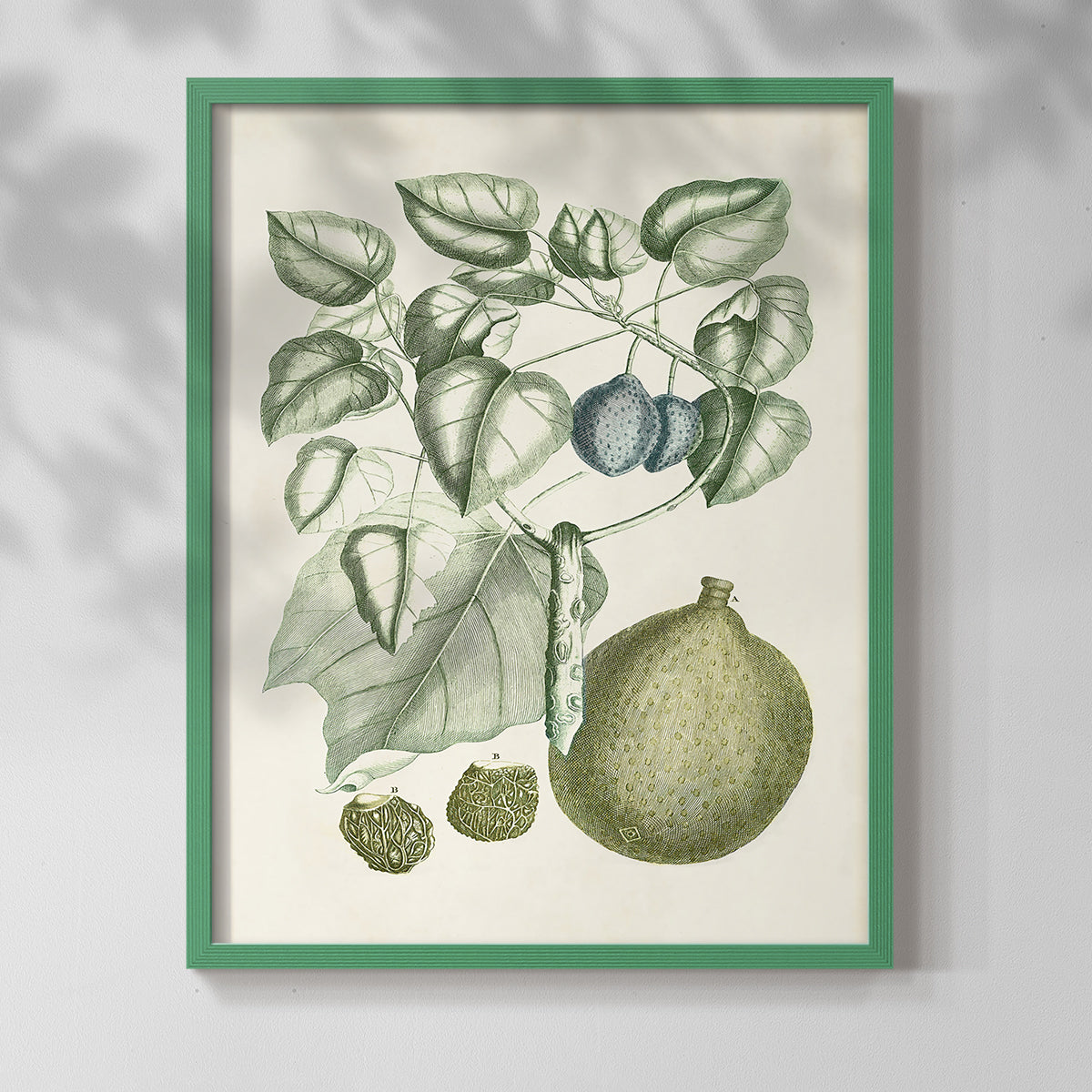 Buchoz Tropicals VIII - Restickable Framed Art Print