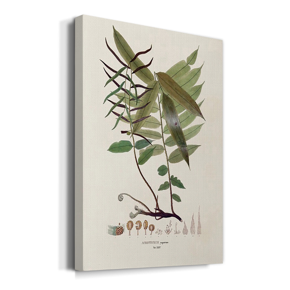 Botanical Society Ferns VI - Canvas Art Print