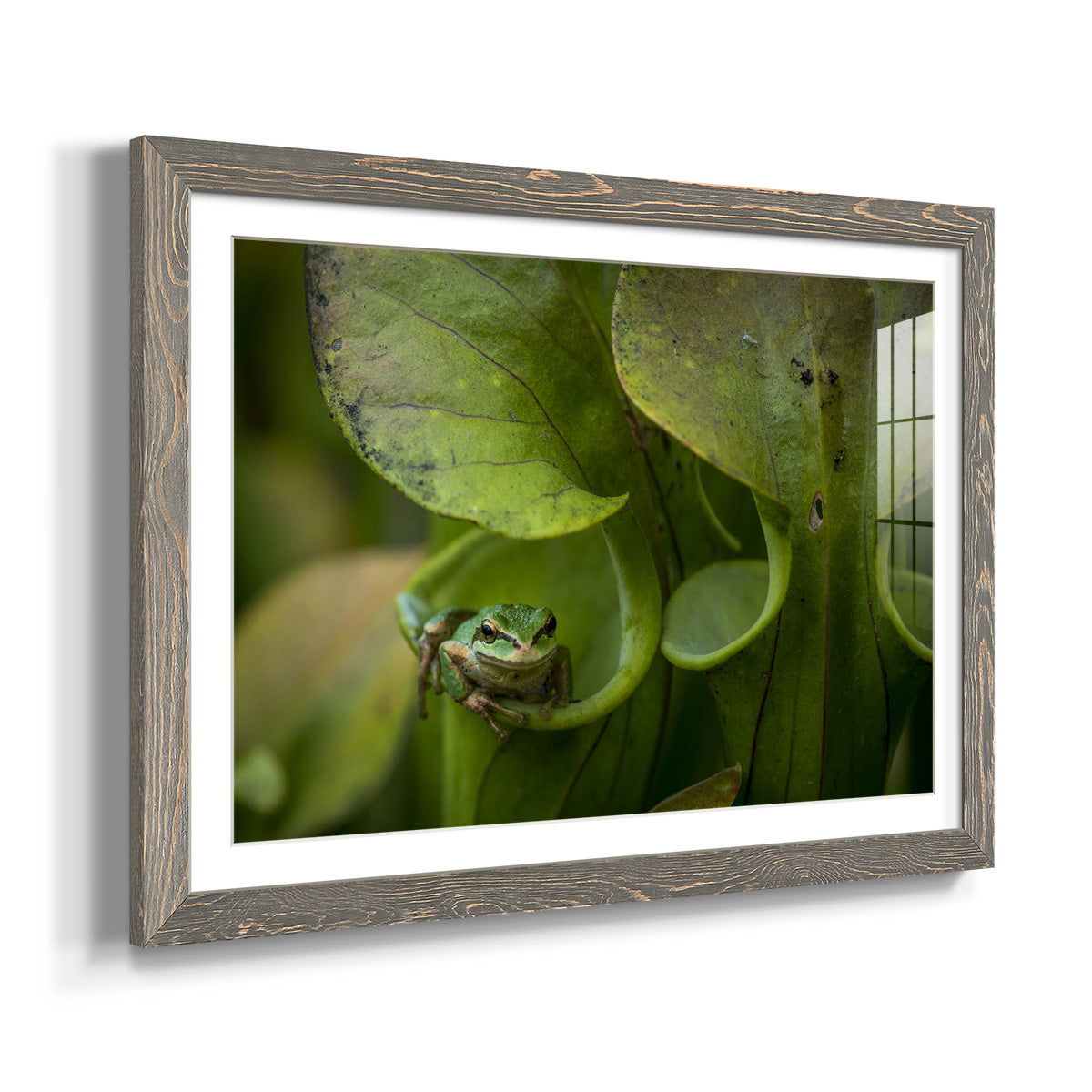 Arboreal Refuge - Barnwood Framed Art Print