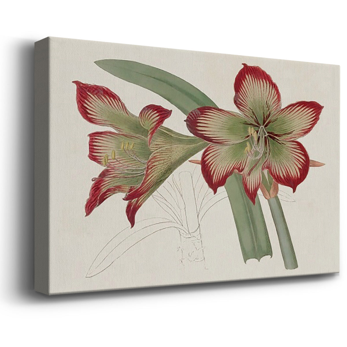 Amaryllis Varietals IV Premium Gallery Wrapped Canvas - Ready to Hang