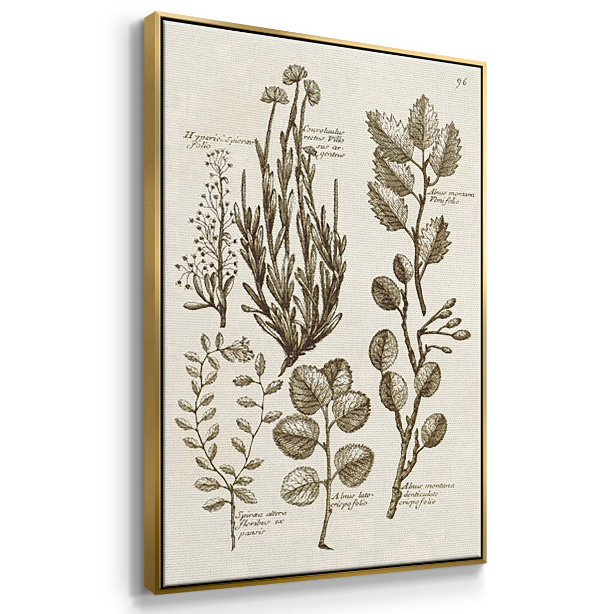 Sepia Botanical Journal VI - Framed Premium Gallery Wrapped Canvas L Frame 3 Piece Set - Ready to Hang