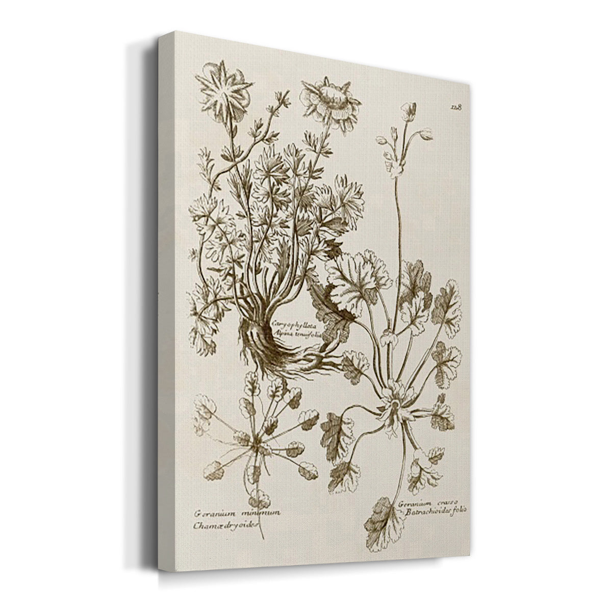 Sepia Botanical Journal IX - Canvas Art Print