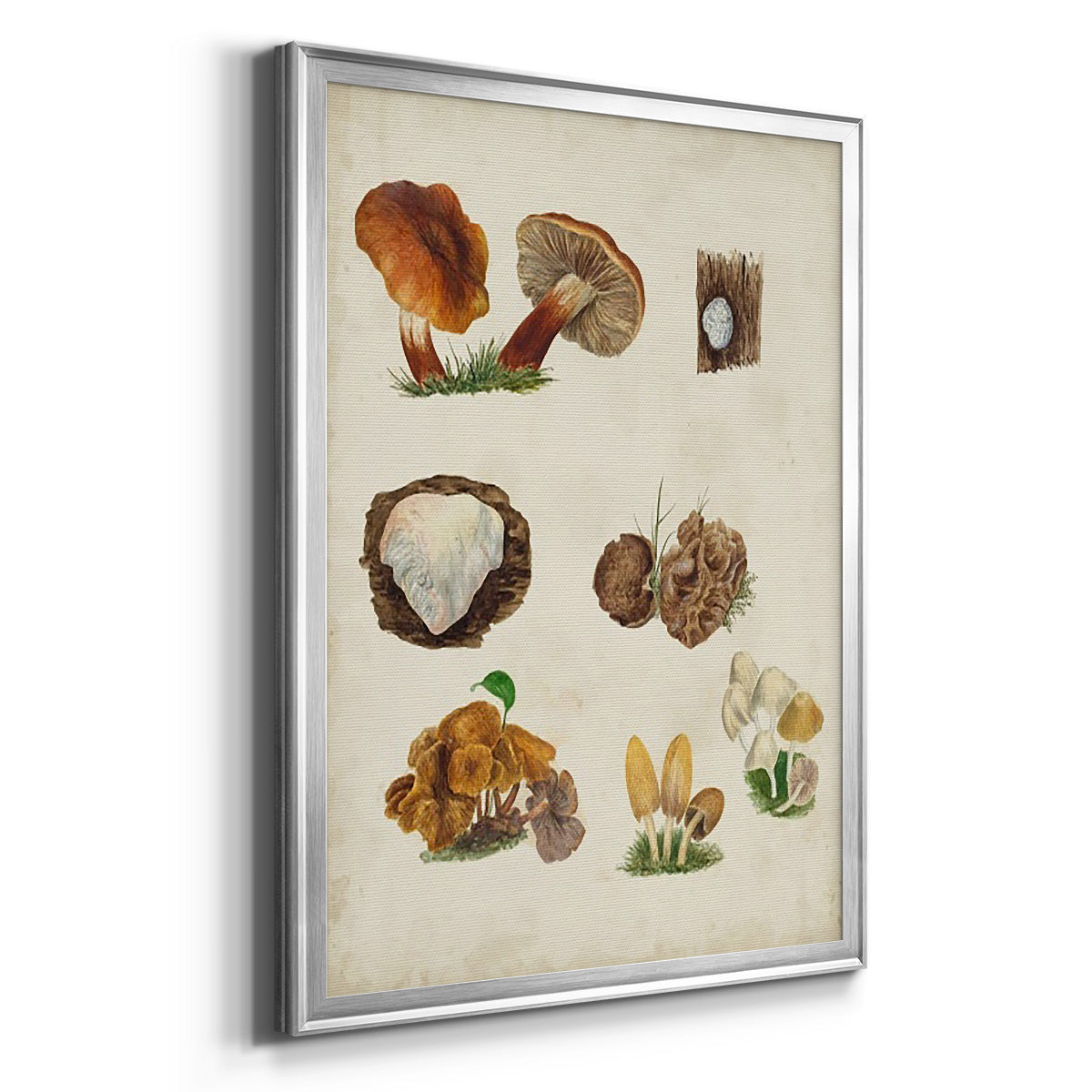 Mushroom Species I - Modern Framed Canvas Print