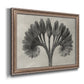 Vintage botanical plant study photograph by Karl Blossfeldt printed on canvas in an ornate traditional silver frame.