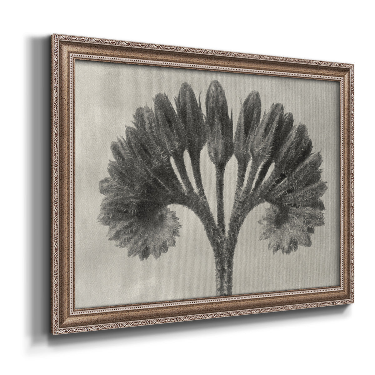 Vintage botanical plant study photograph by Karl Blossfeldt printed on canvas in an ornate traditional silver frame.