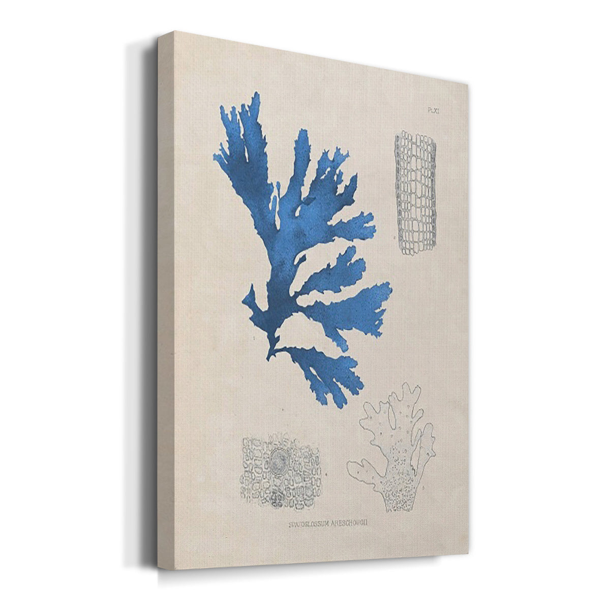 Blue Marine Algae VIII - Canvas Art Print