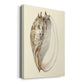 Splendid Shells IV Premium Gallery Wrapped Canvas - Ready to Hang