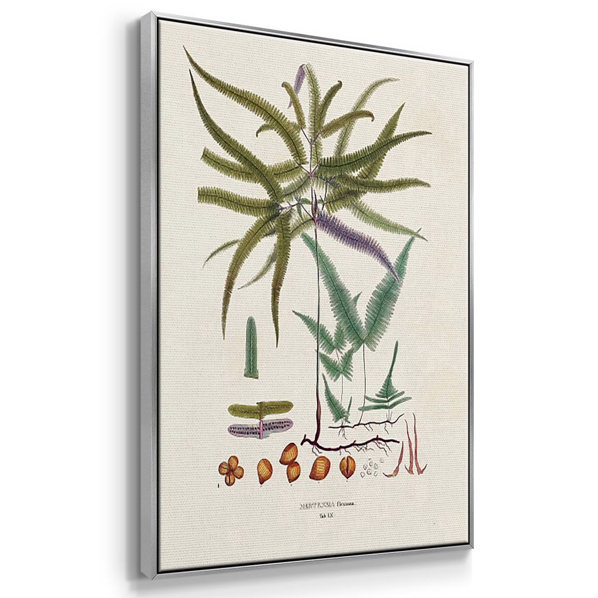 Botanical Society Ferns VI - Framed Premium Gallery Wrapped Canvas L Frame 3 Piece Set - Ready to Hang