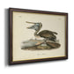 Audubons Brown Pelican - Ornate Framed Canvas Print