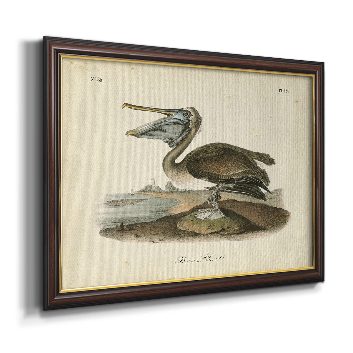Audubons Brown Pelican - Ornate Framed Canvas Print