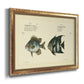 Bloch Antique Fish II Premium Framed Canvas- Ready to Hang