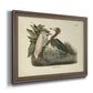 Audubons Reddish Egret Premium Framed Canvas- Ready to Hang