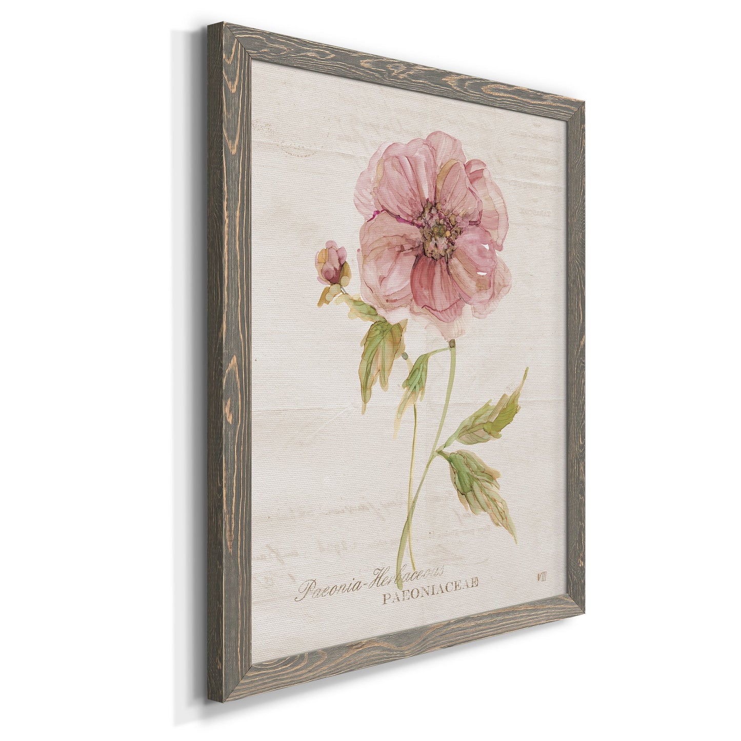 Soft Peony - Premium Canvas Framed in Barnwood - Ready to Hang