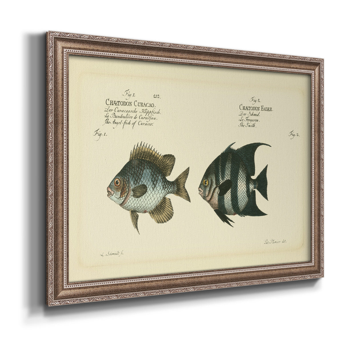 Bloch Antique Fish II Premium Framed Canvas- Ready to Hang