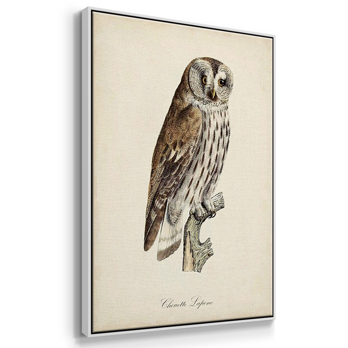 French Owls I - Framed Premium Gallery Wrapped Canvas L Frame 3 Piece Set - Ready to Hang