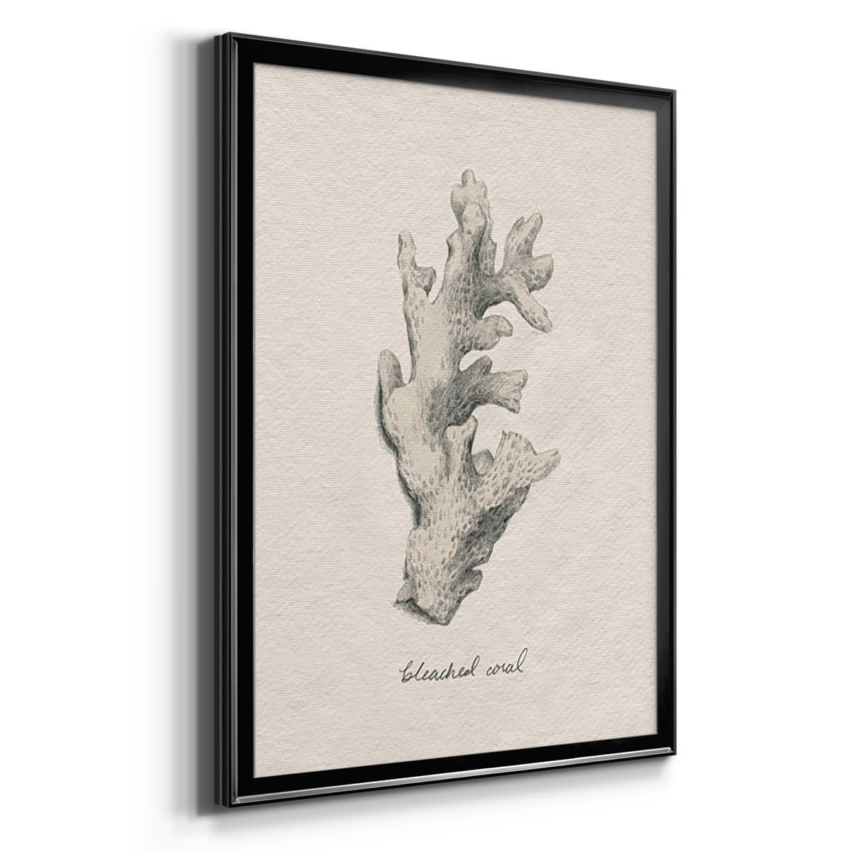 Shore Treasure Study II - Modern Framed Canvas Print