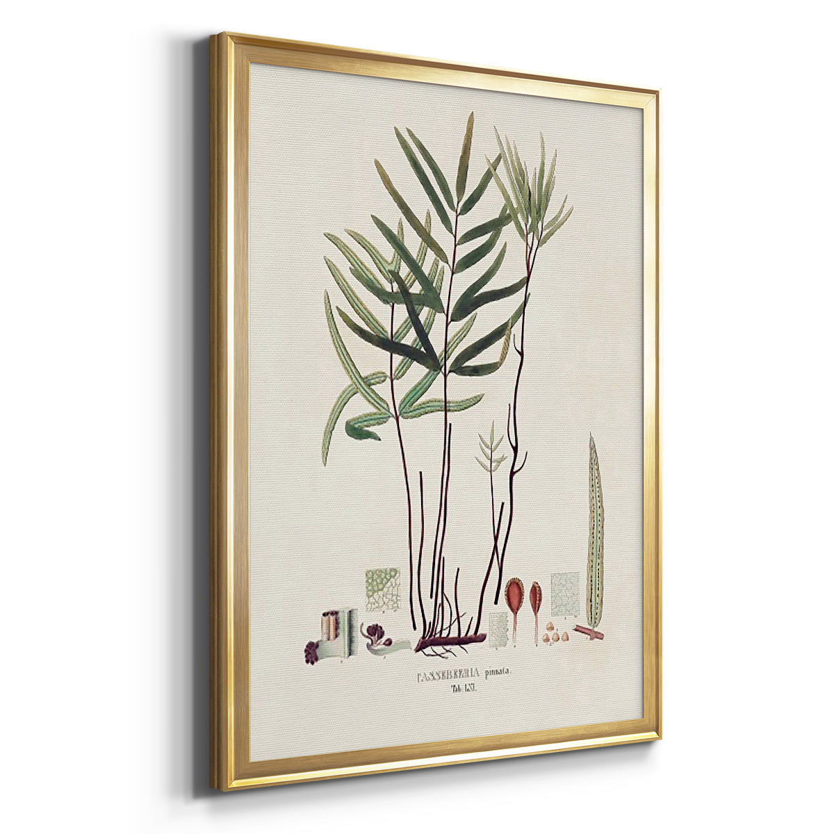 Botanical Society Ferns XI - Modern Framed Canvas Print