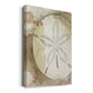 Dry Sand Dollar II Premium Gallery Wrapped Canvas - Ready to Hang