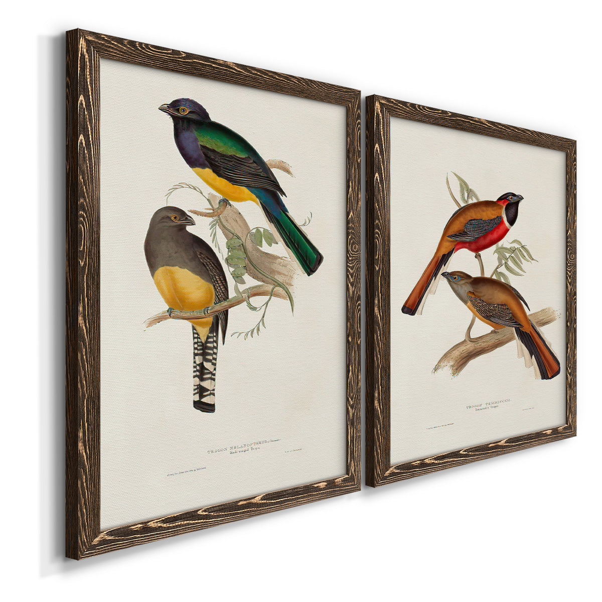 Elegant Trogons III - Premium Framed Canvas 2 Piece Set - Ready to Hang