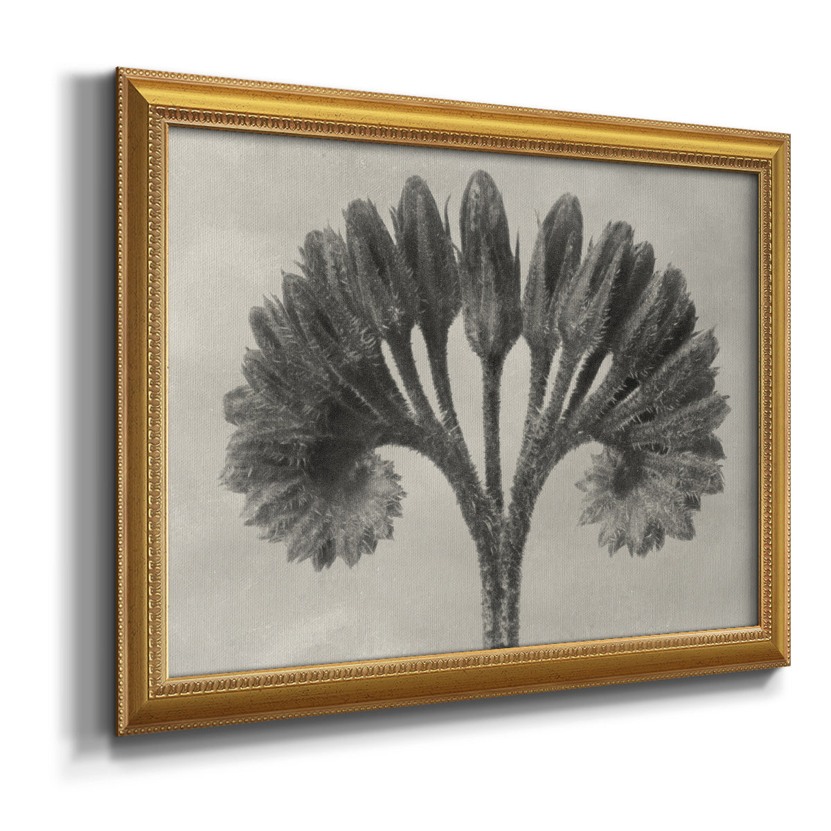 Vintage botanical plant study photograph by Karl Blossfeldt printed on canvas in an ornate antique gold frame.