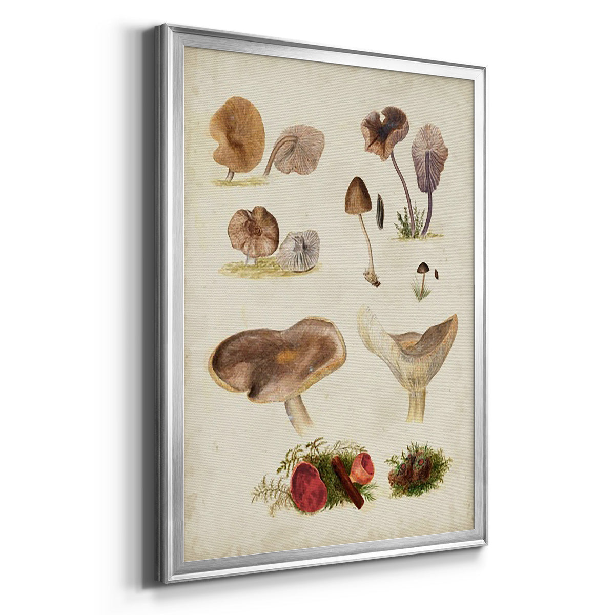 Mushroom Species III - Modern Framed Canvas Print