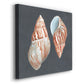 Shell on Slate V - Canvas Art Print