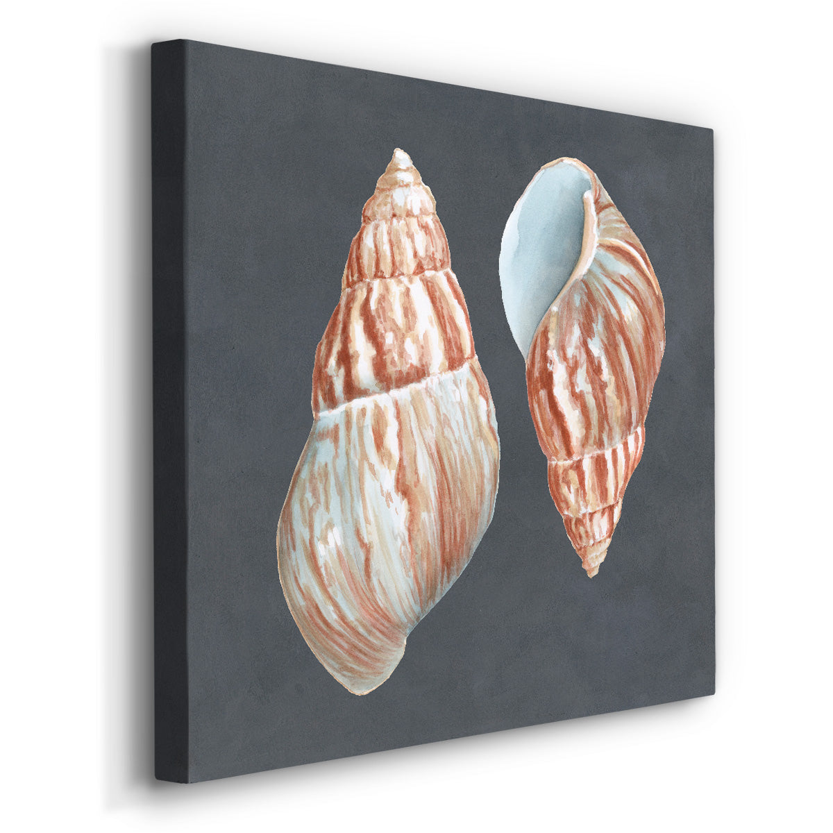 Shell on Slate V - Canvas Art Print
