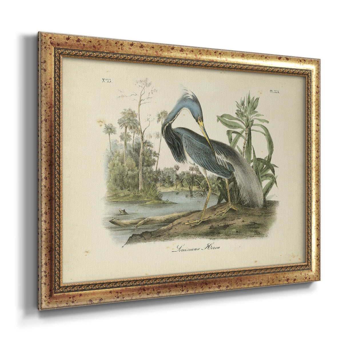 Audubons Louisiana Heron Premium Framed Canvas- Ready to Hang