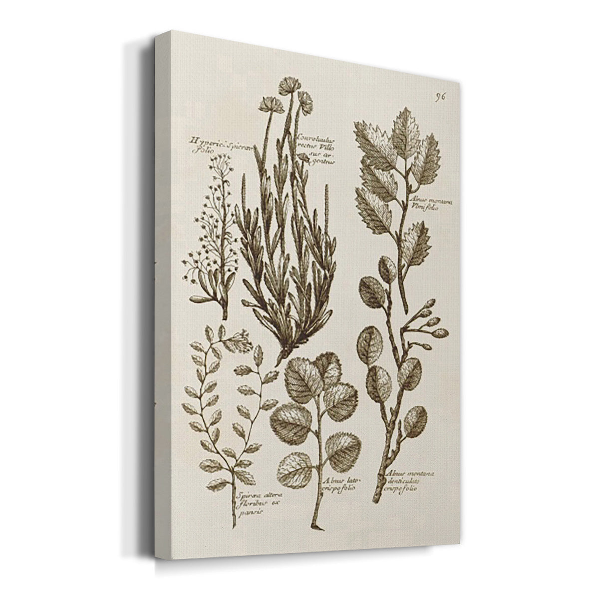 Sepia Botanical Journal VIII - Canvas Art Print