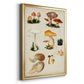 Mushroom Species IV - Modern Framed Canvas Print