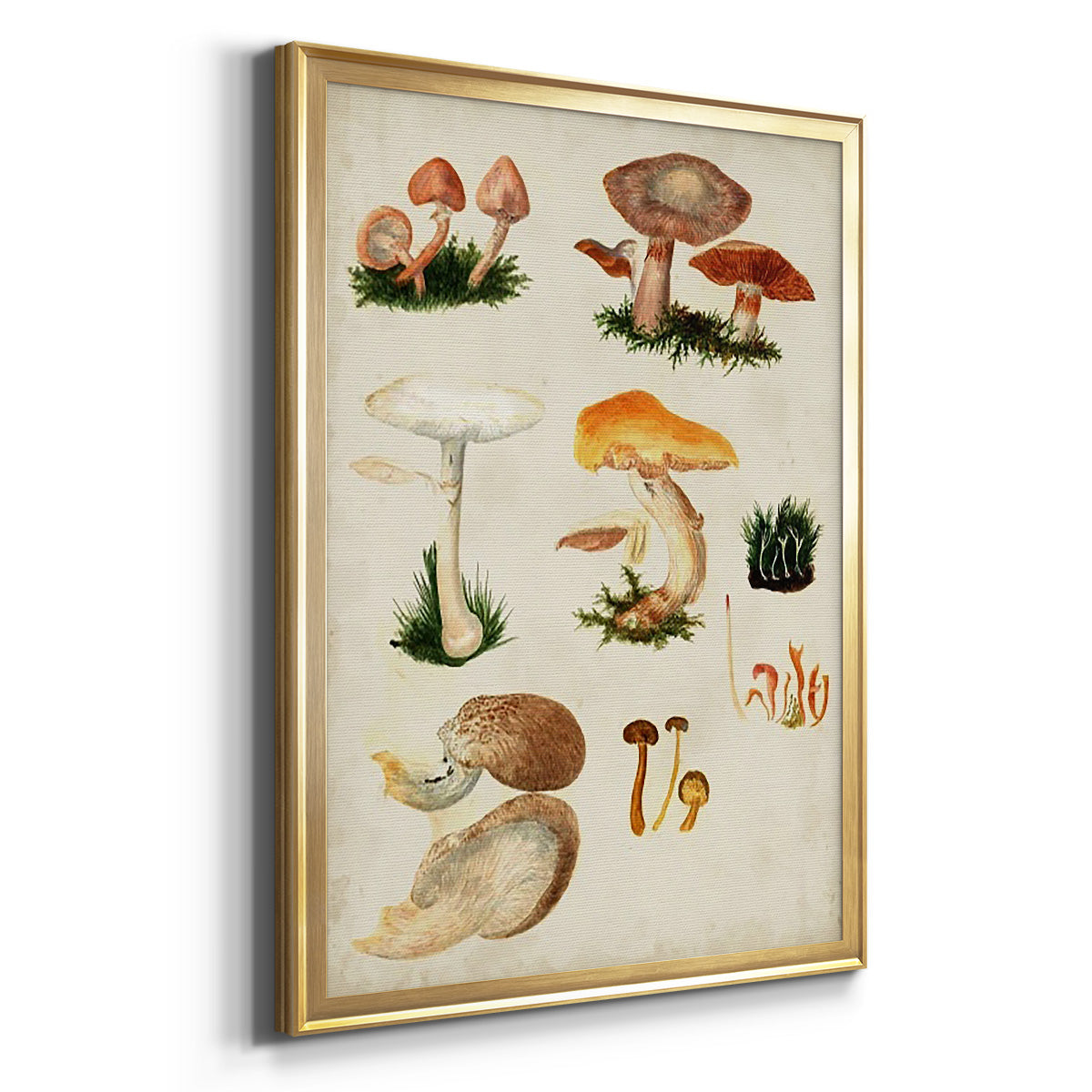 Mushroom Species IV - Modern Framed Canvas Print