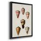 Cone Shell Collection IV - Modern Framed Canvas Print